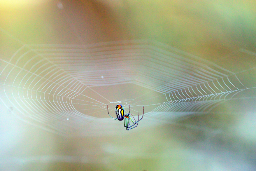 Orchard spider 2