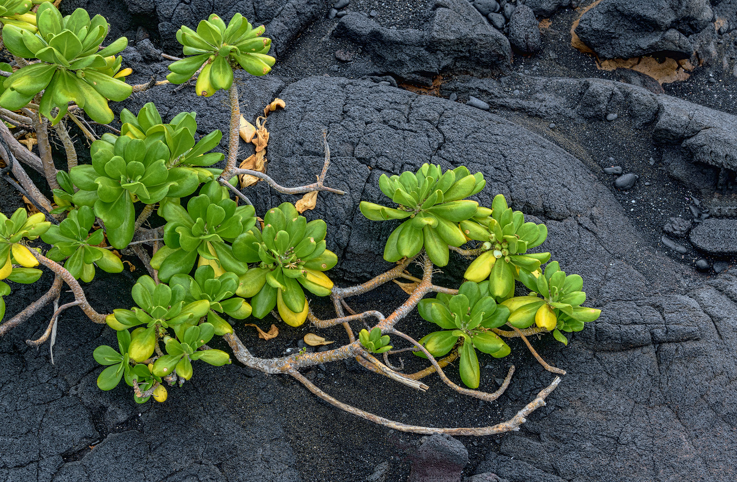 Shoreline Purslane