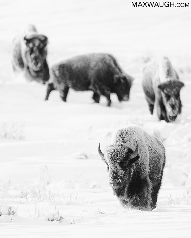 Winter Bison