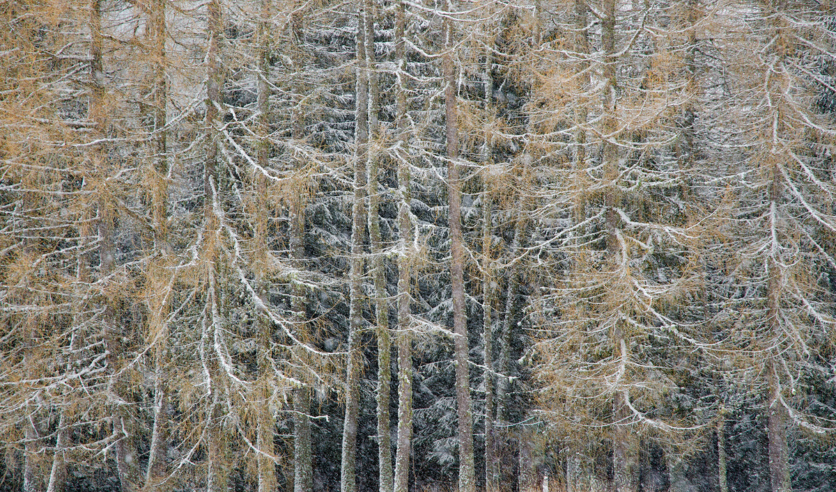 Snowing Trees