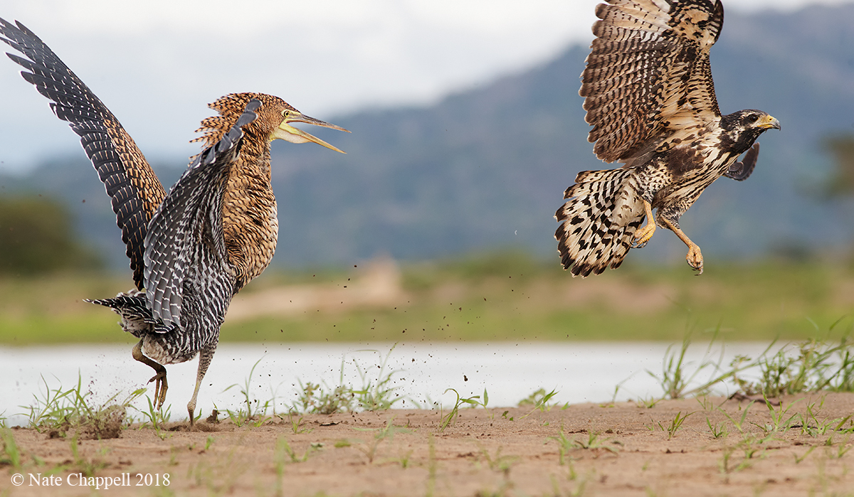 Tiger Heron - Black Hawk