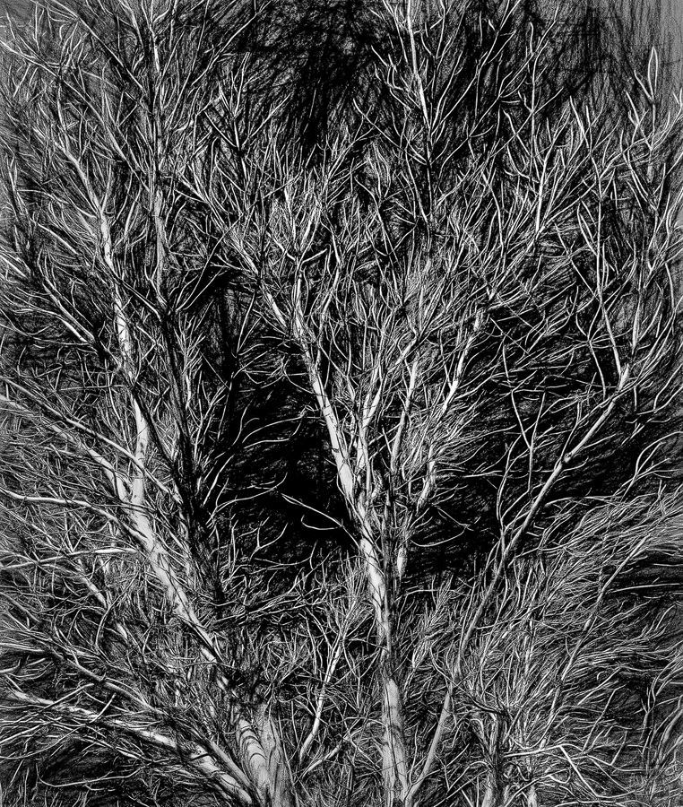 Branches