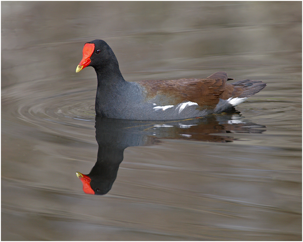 Common Gallinule Posing