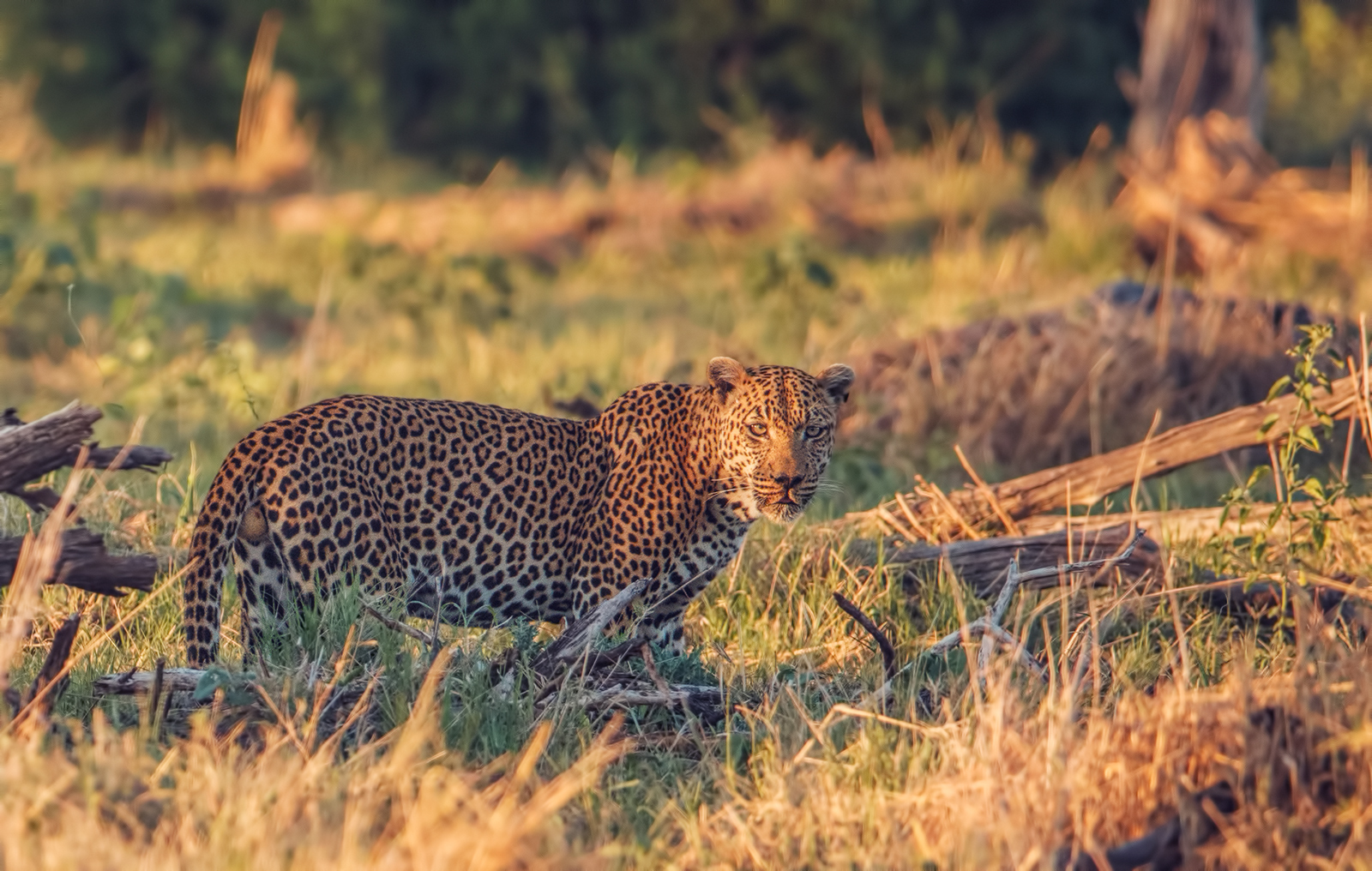 Male Leopard