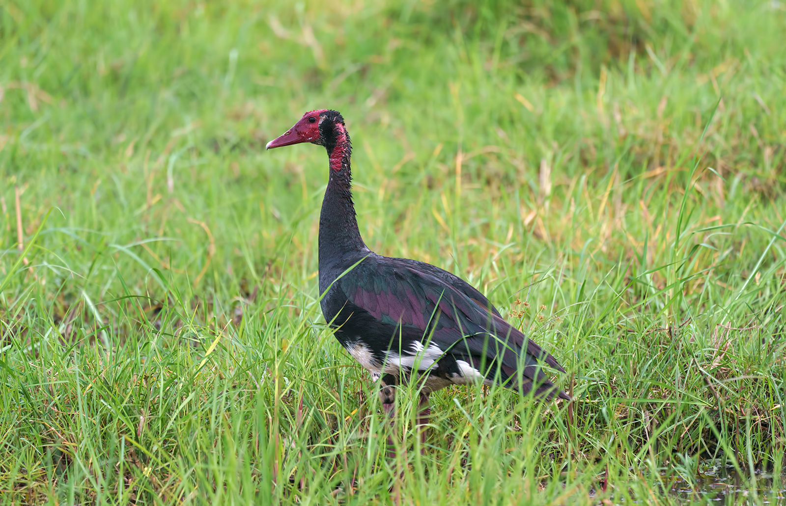 Spur Winged Goose