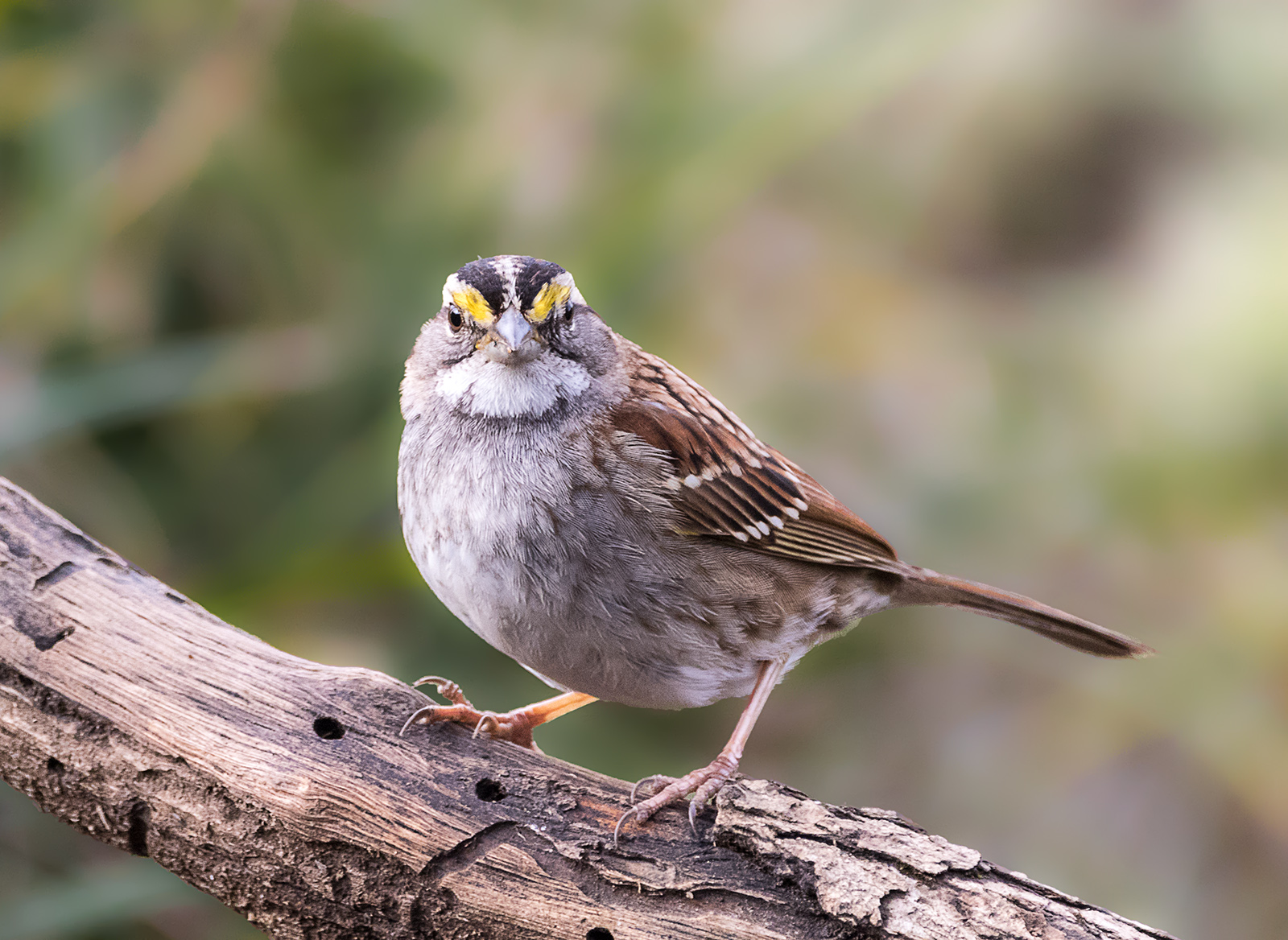 White-throated Sparrow