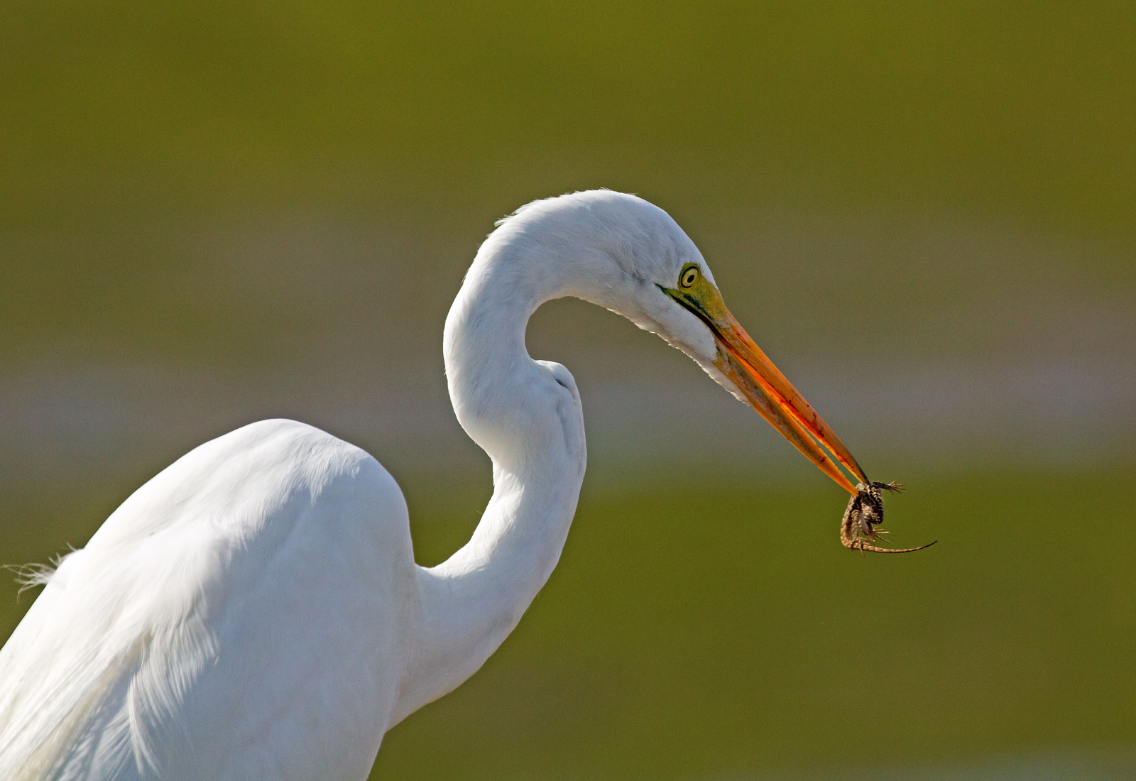 Egret with Lizard RP