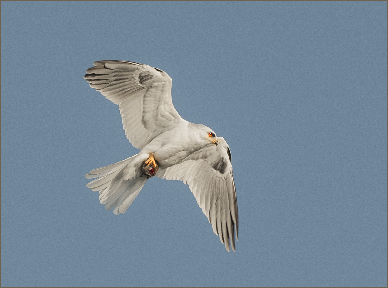 White-Tailed Kite w/Vole