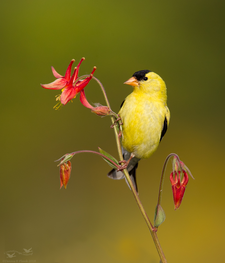 American Goldfinch