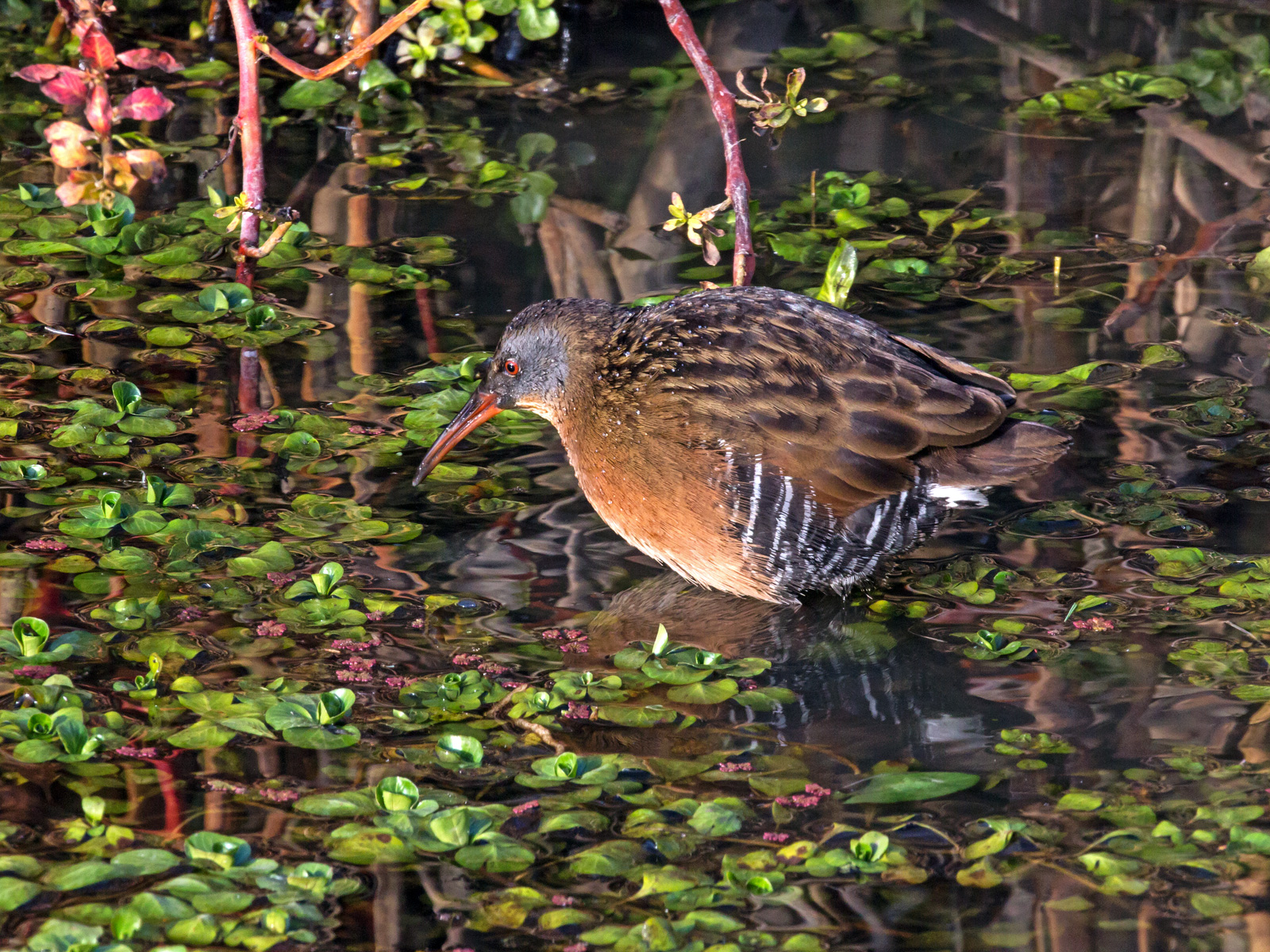 Virginia Rail