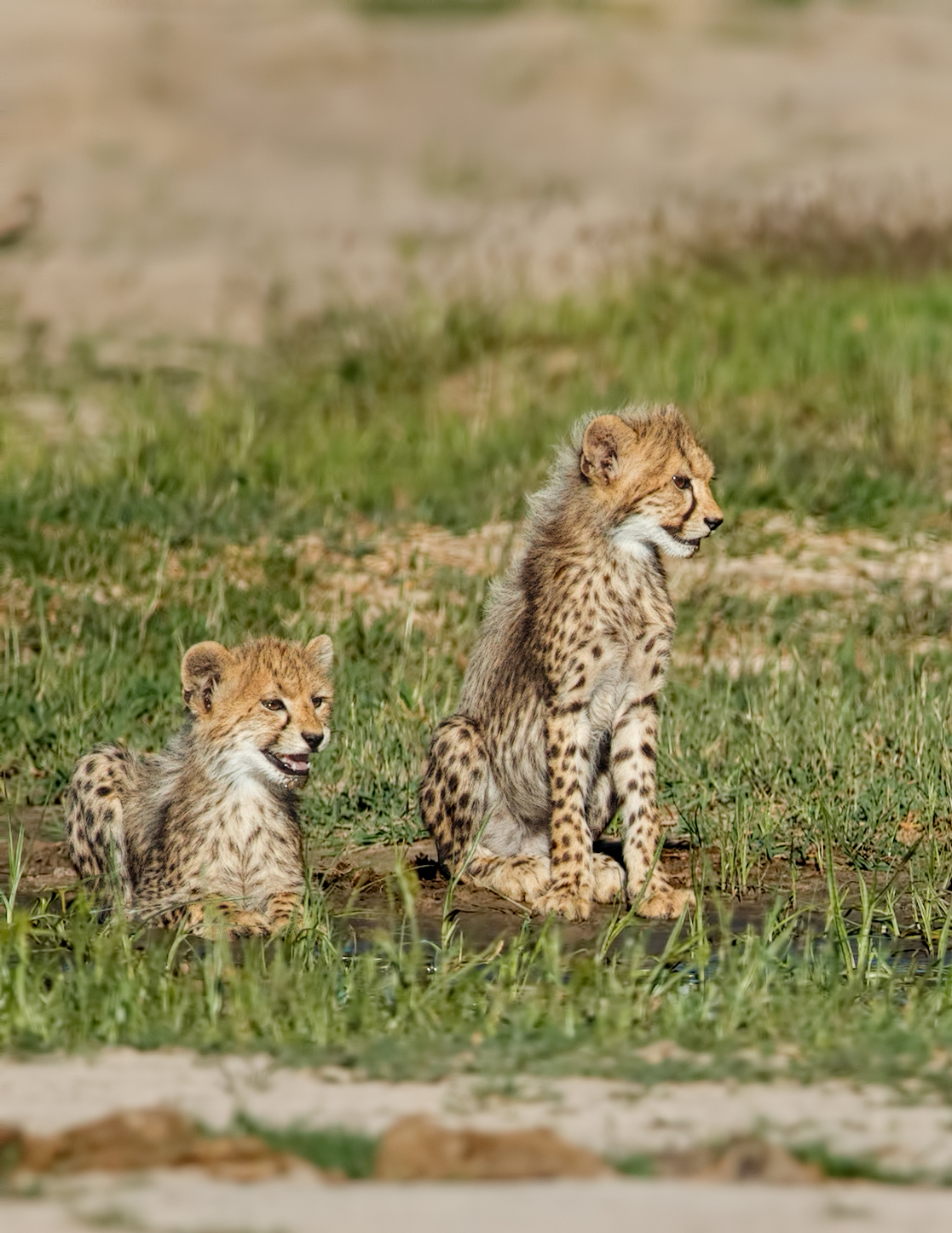 Beauty's Cubs
