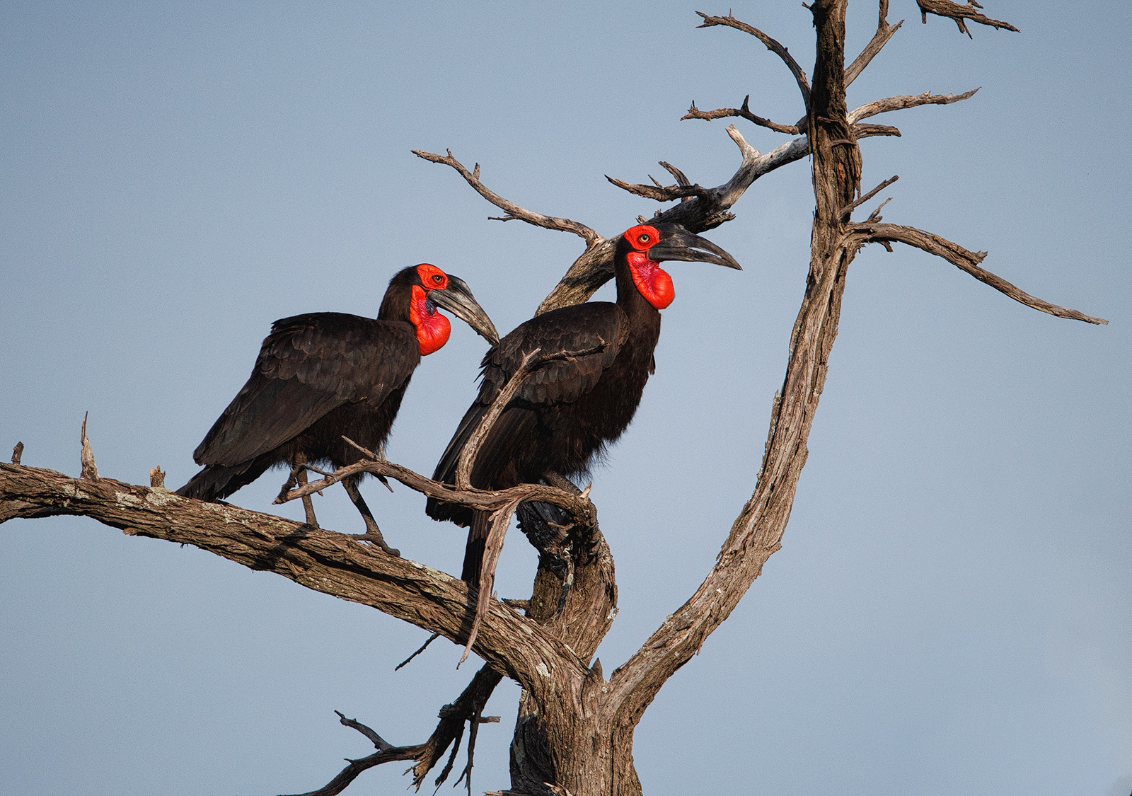 "Air" Hornbills