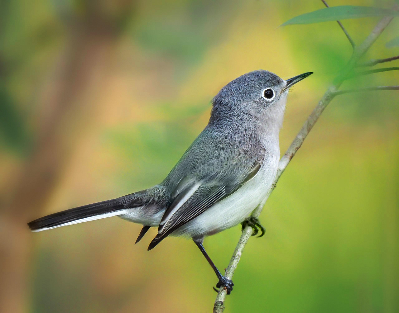 Blue Gray Gnatcatcher 