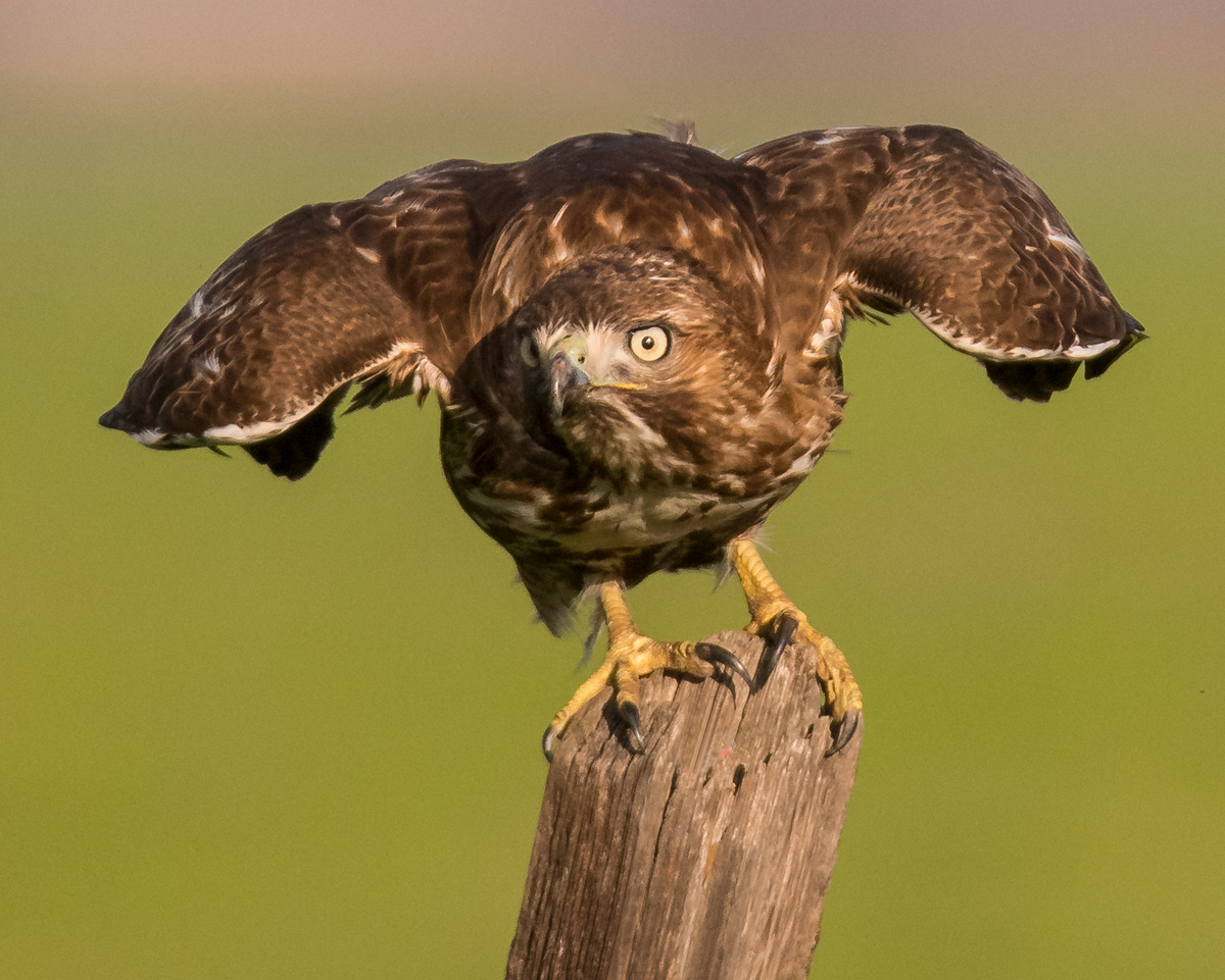 Red-tail Taking Off