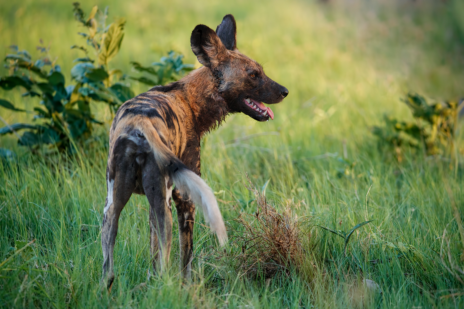 Late Night Wild Dog