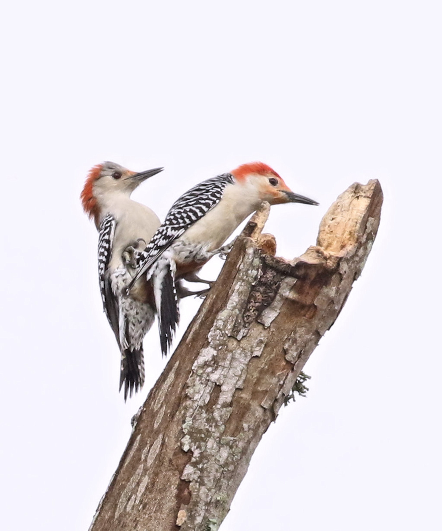 Doing their thing