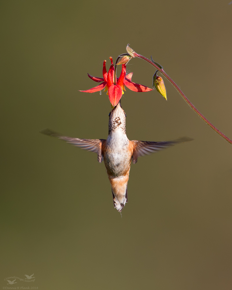 Rufous Hummingbird