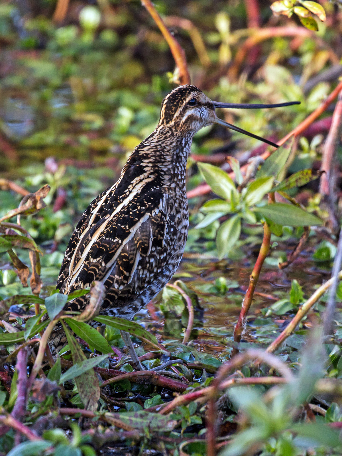 Calling Snipe