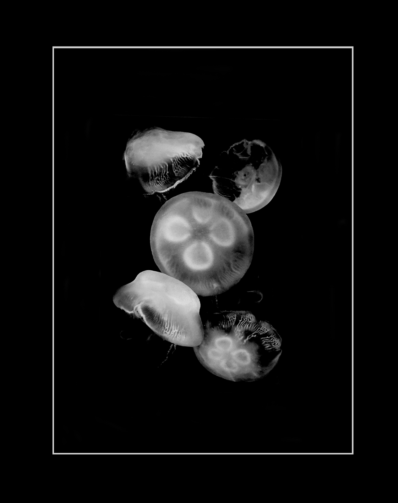 Jellies