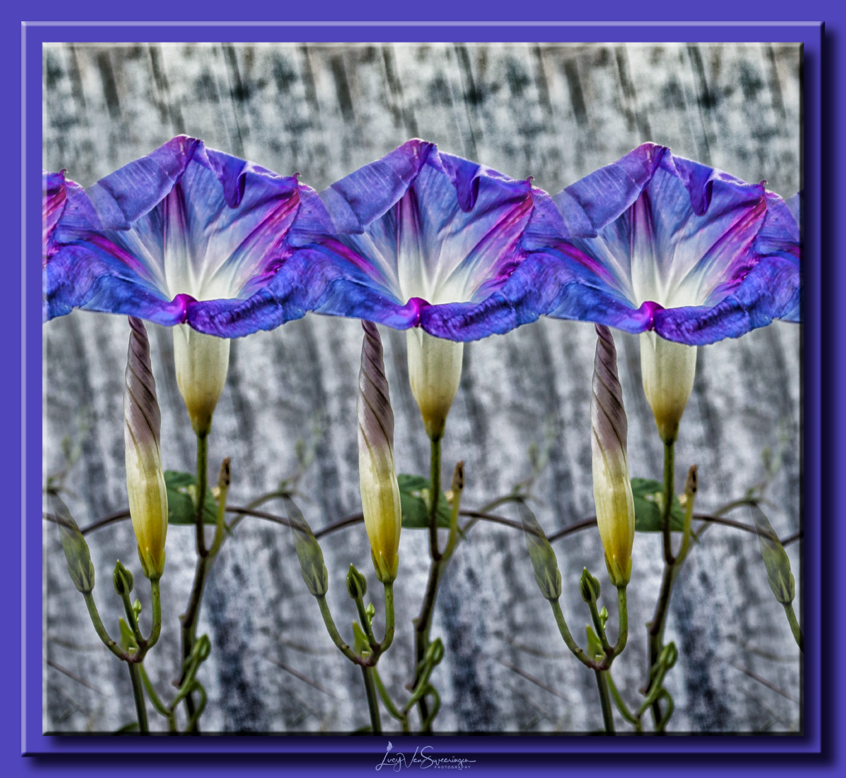 In Triplicate