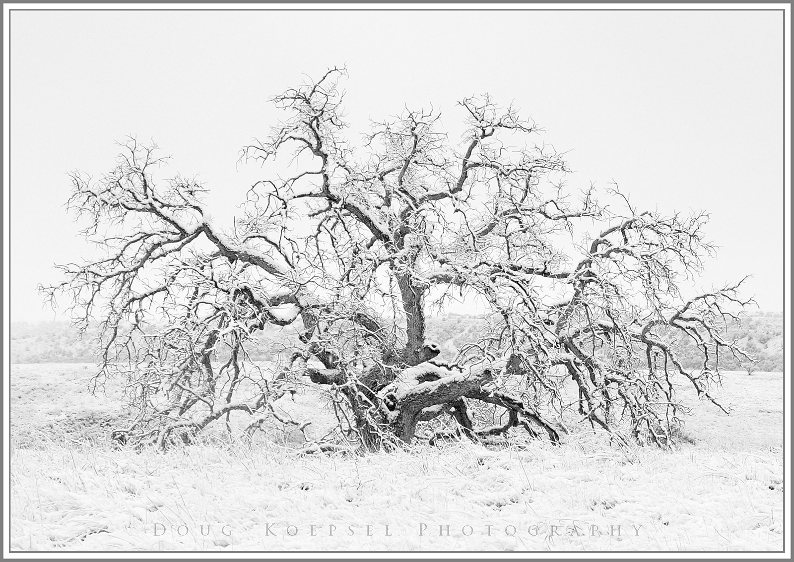 Winter Oak - WC#824