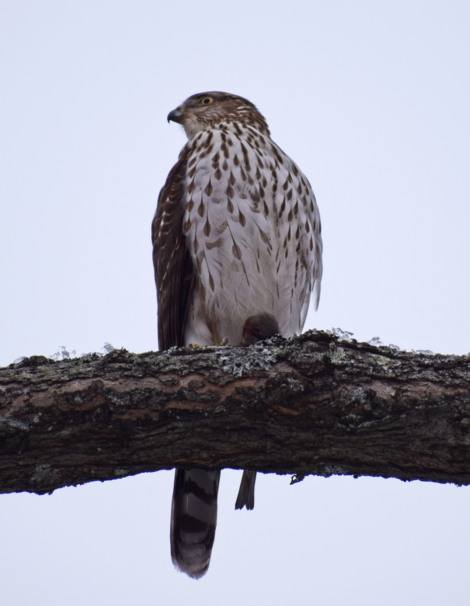 Cooper's Hawk + Lunch