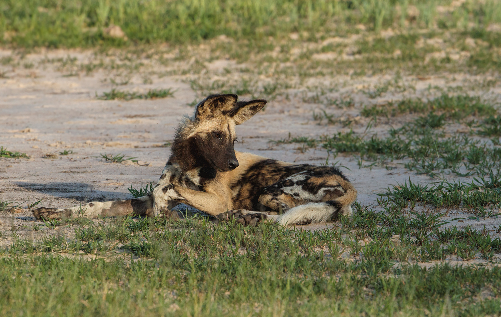 Young Wild Dog