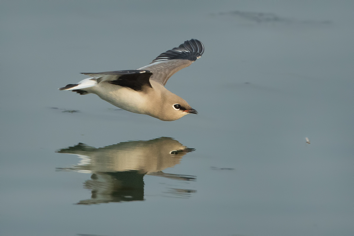 Small pratincole chase