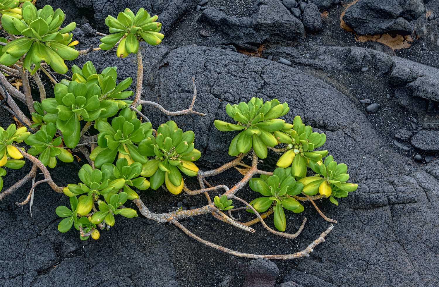 Naupaka on Lava