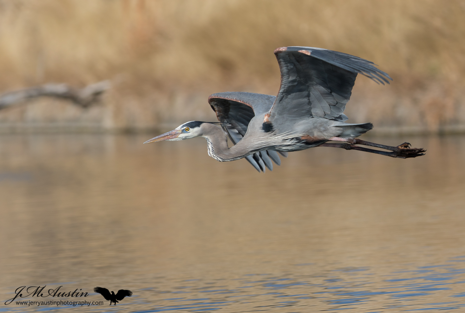 Great Blue Heron