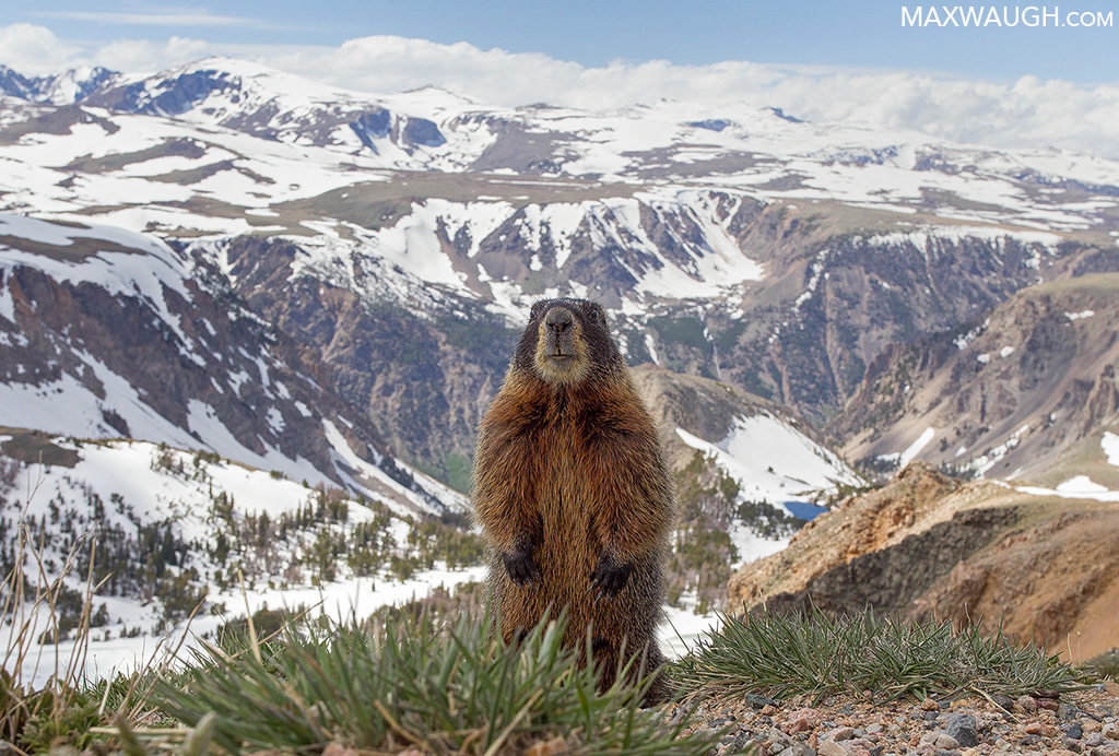 Beartooth Marmot