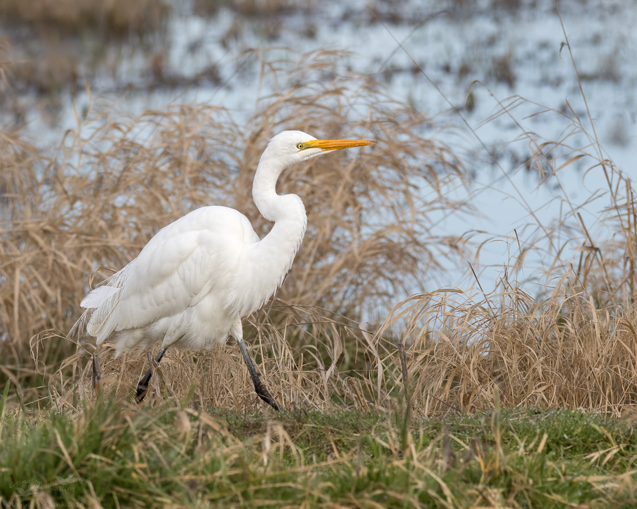 Great Egret