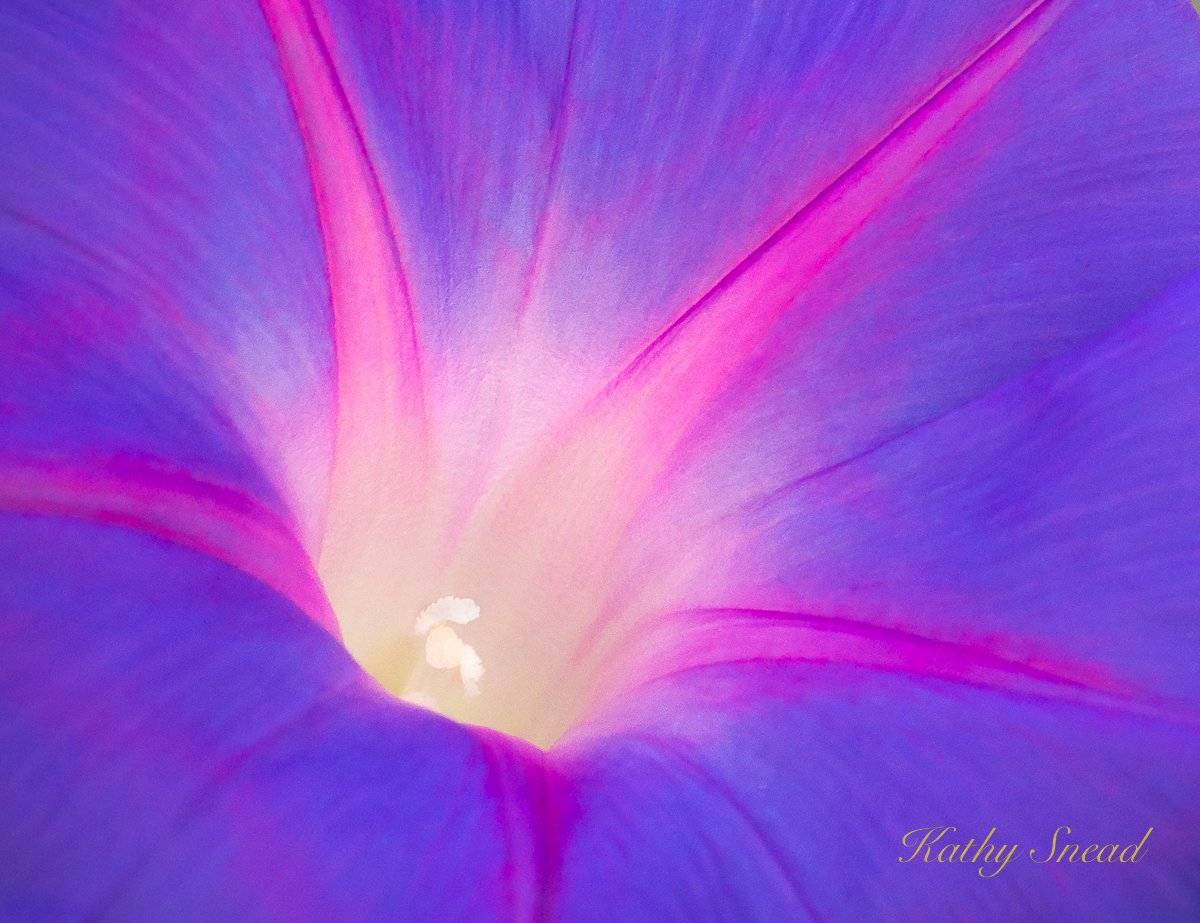 Beach Flower + Repost