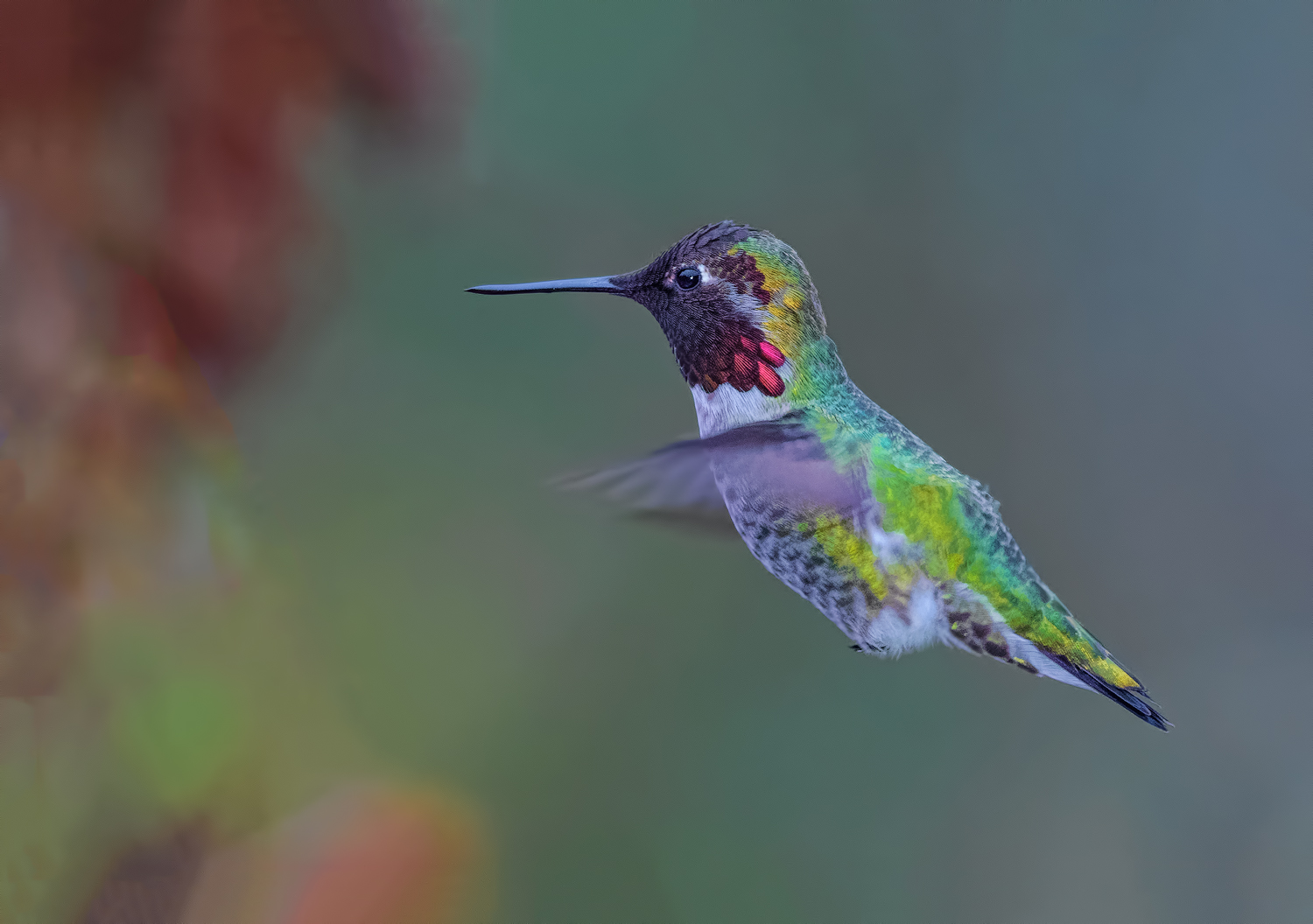Anna's hummingbird