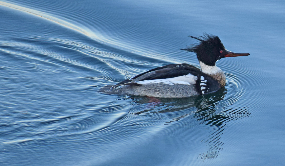 Red-breasted Merganser 