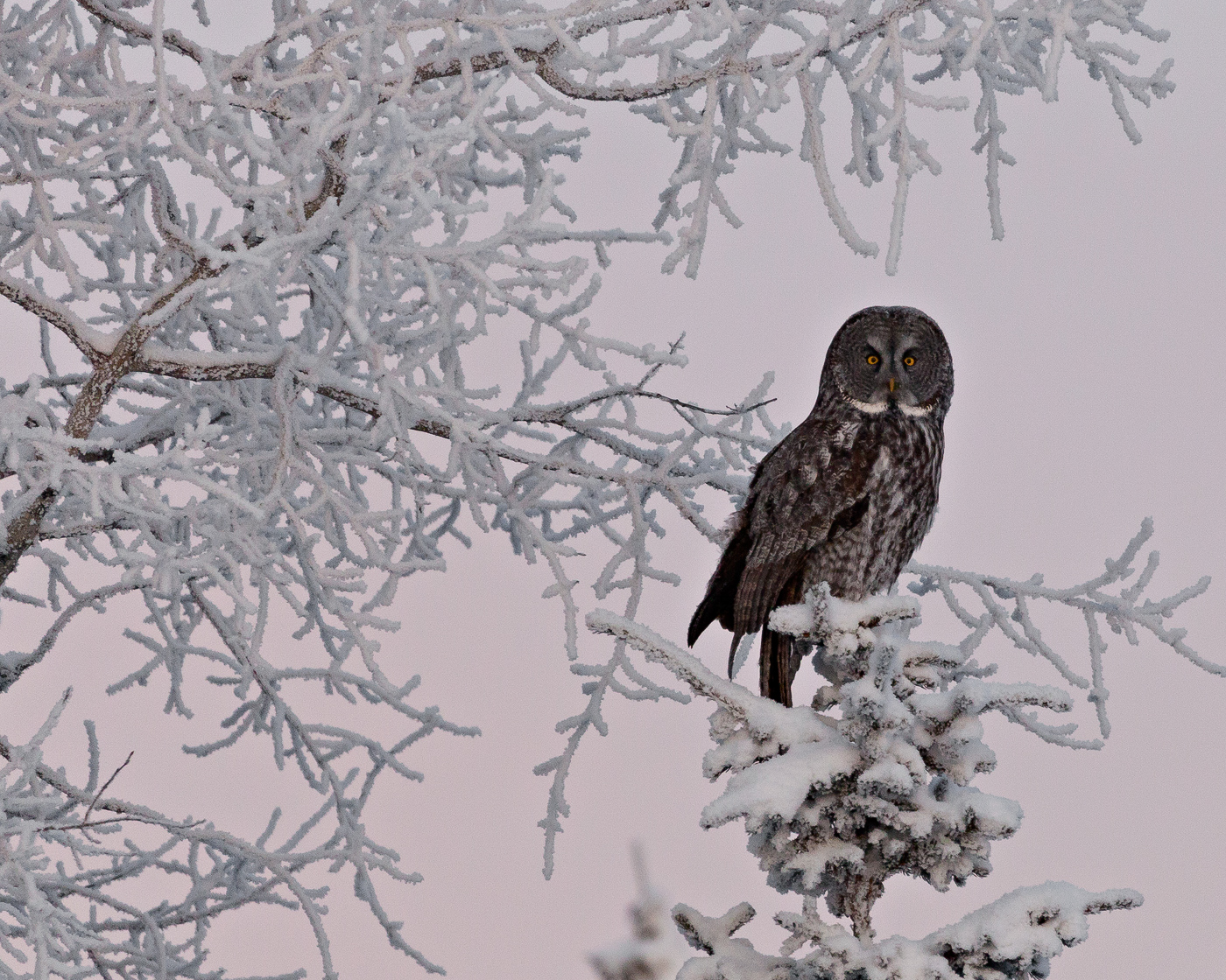 Great Gray at Sunrise