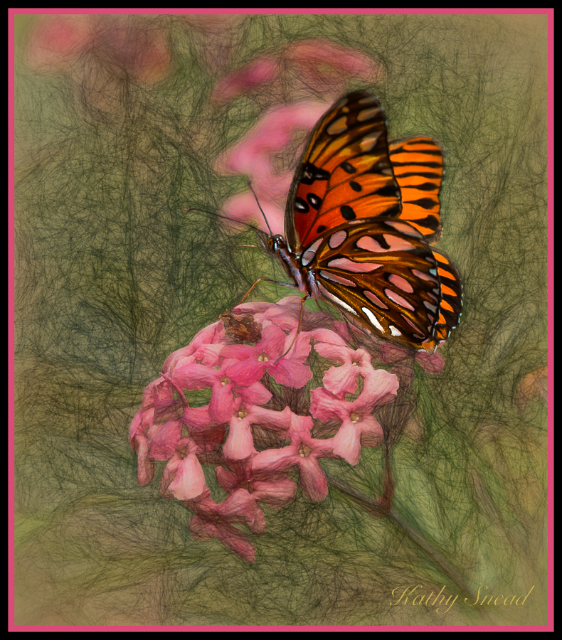 Butterflies are Magic!