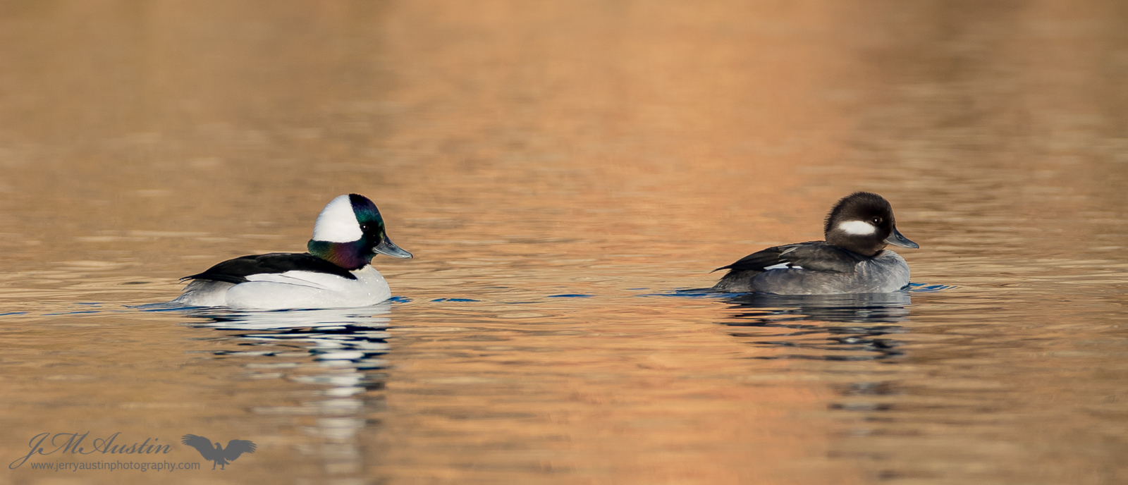 Bufflehead Pair