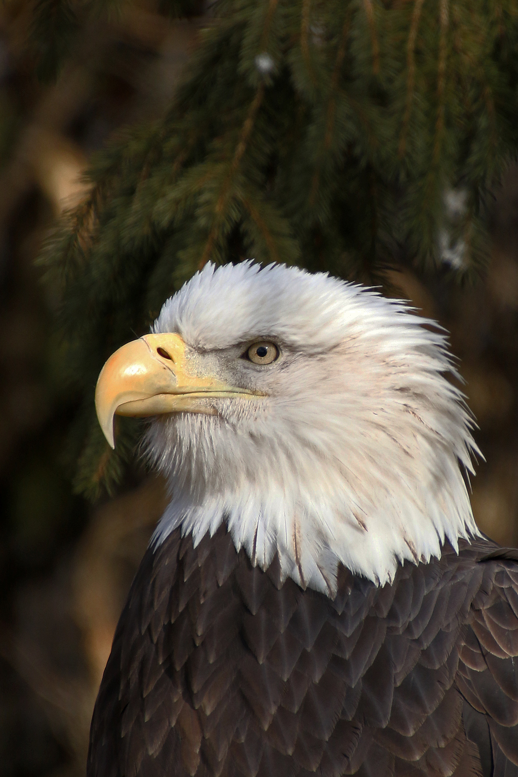 Bald eagle, Beauty