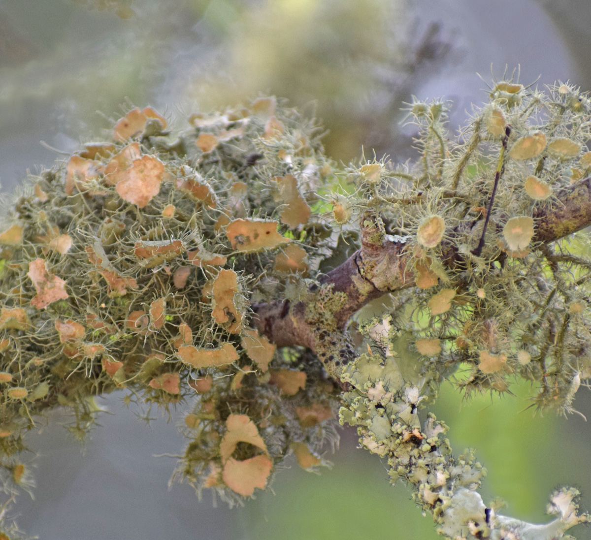 Unusaul Lichen 