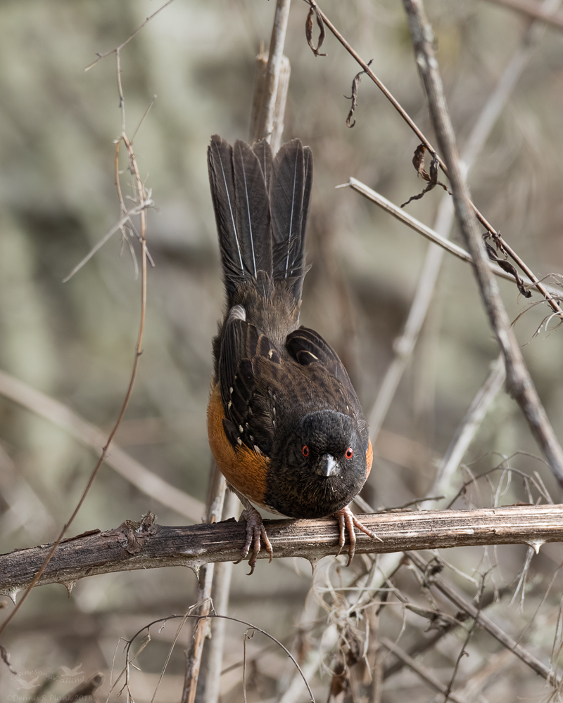 Spotted Towhee
