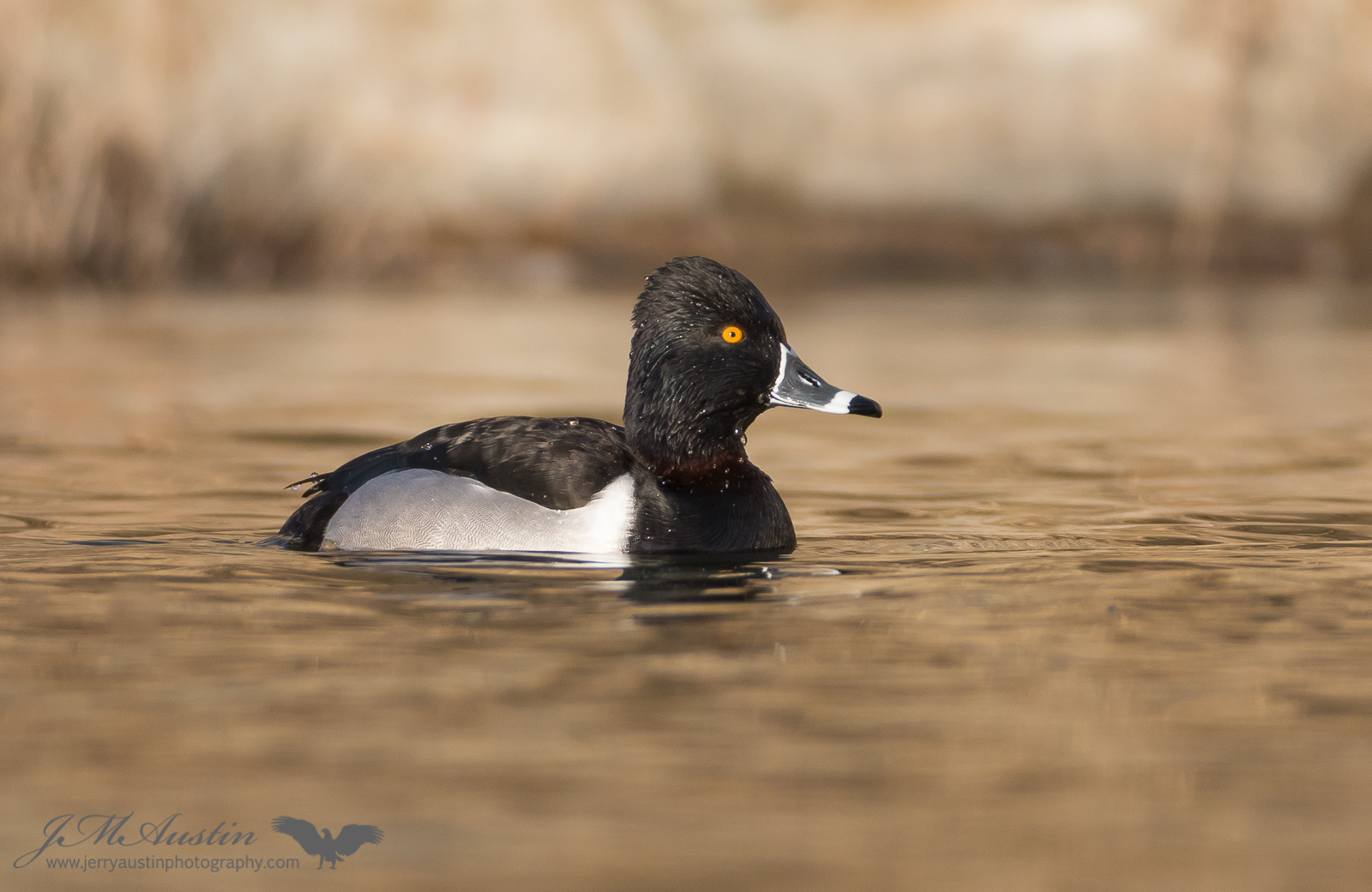 Ring-necked Drake