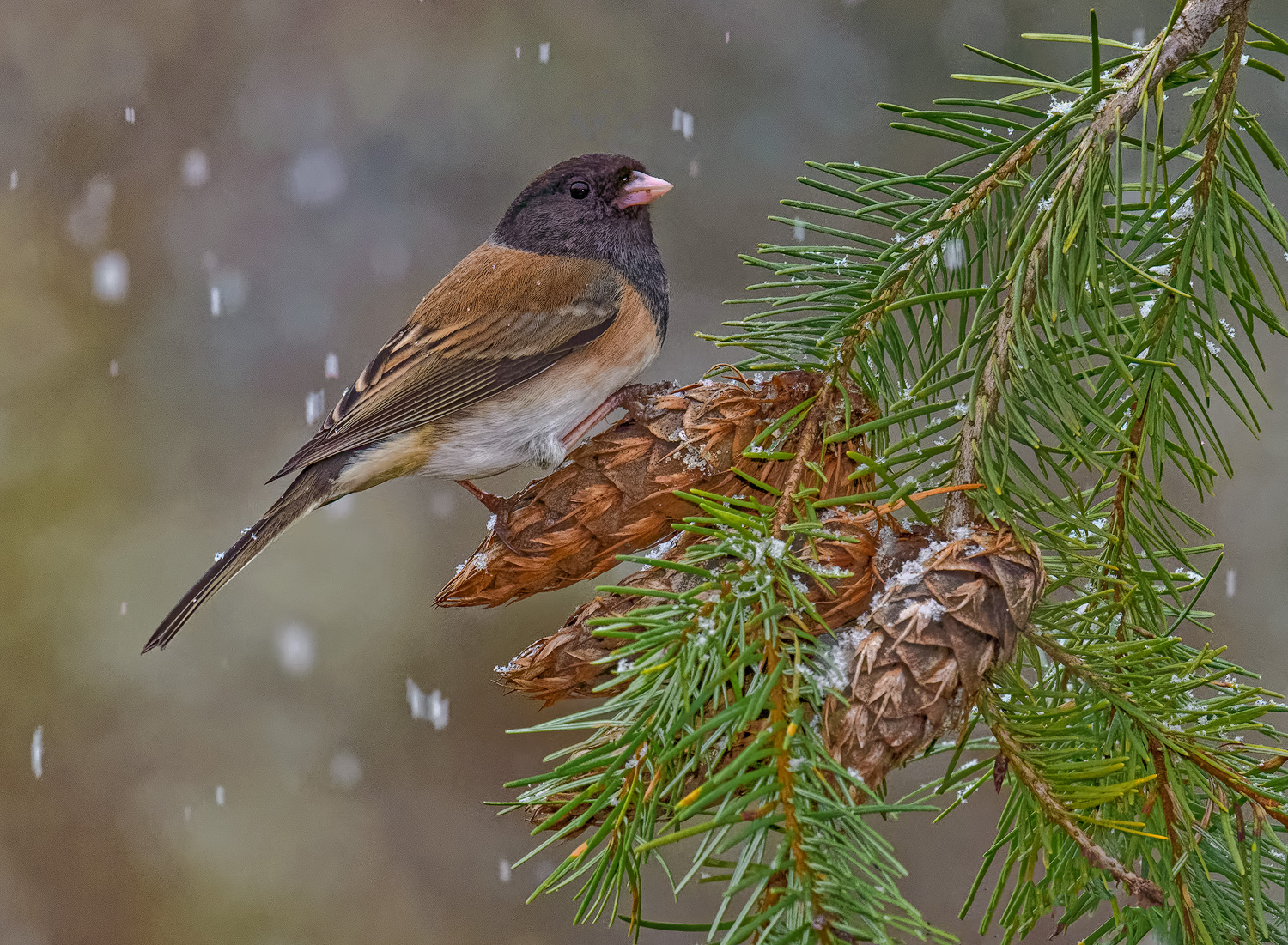 Junco in the Snow