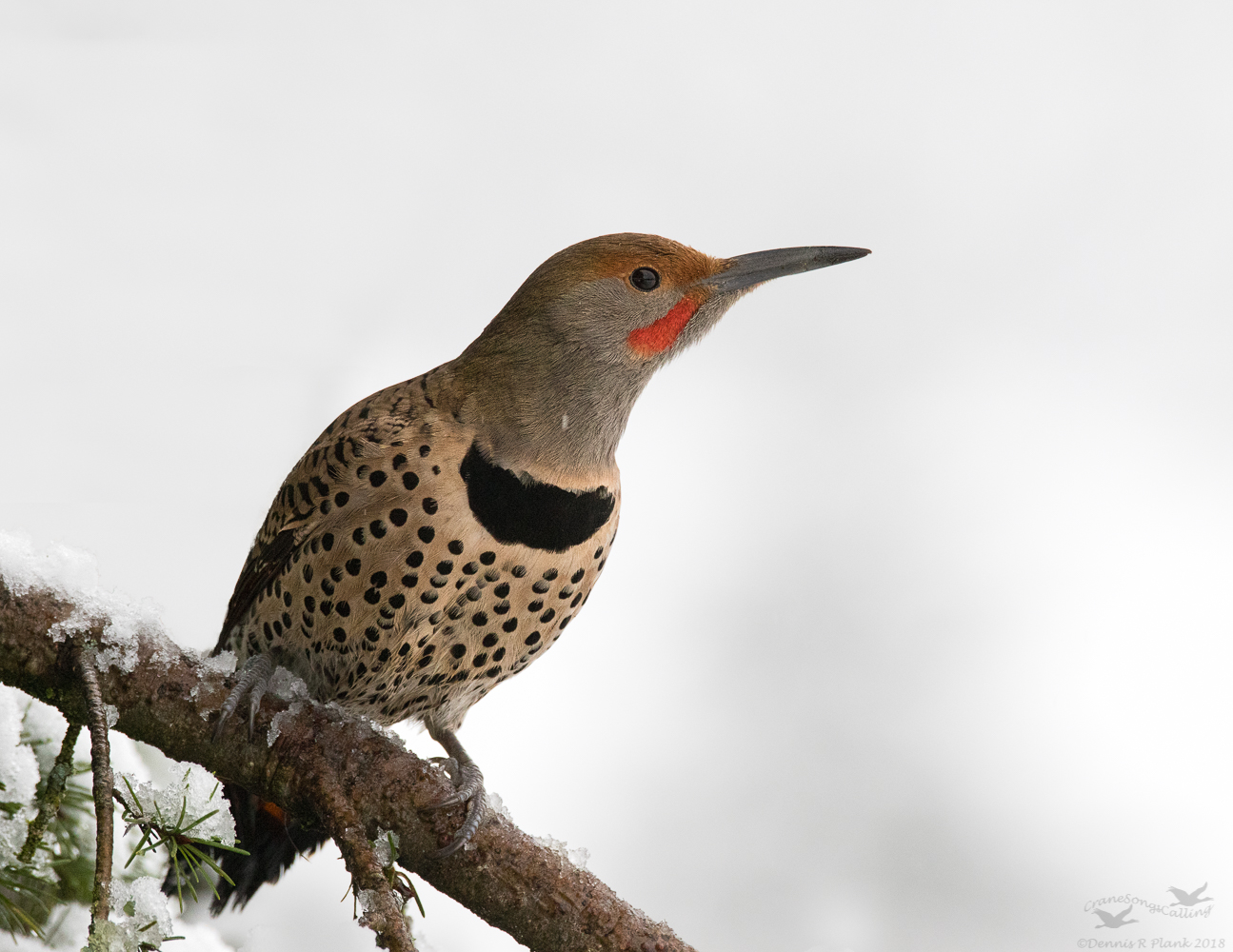 Northern Flicker