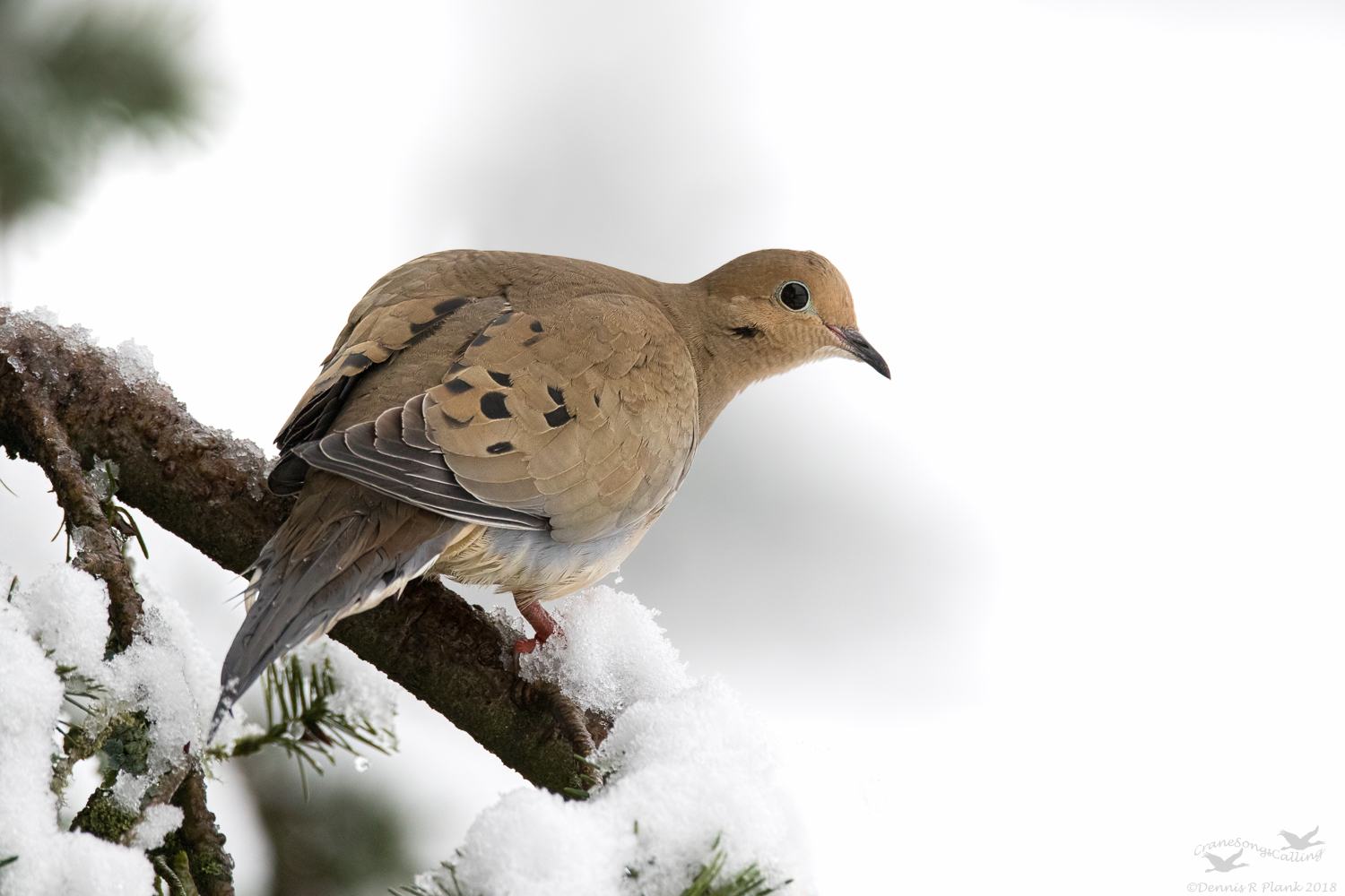 Mourning Dove