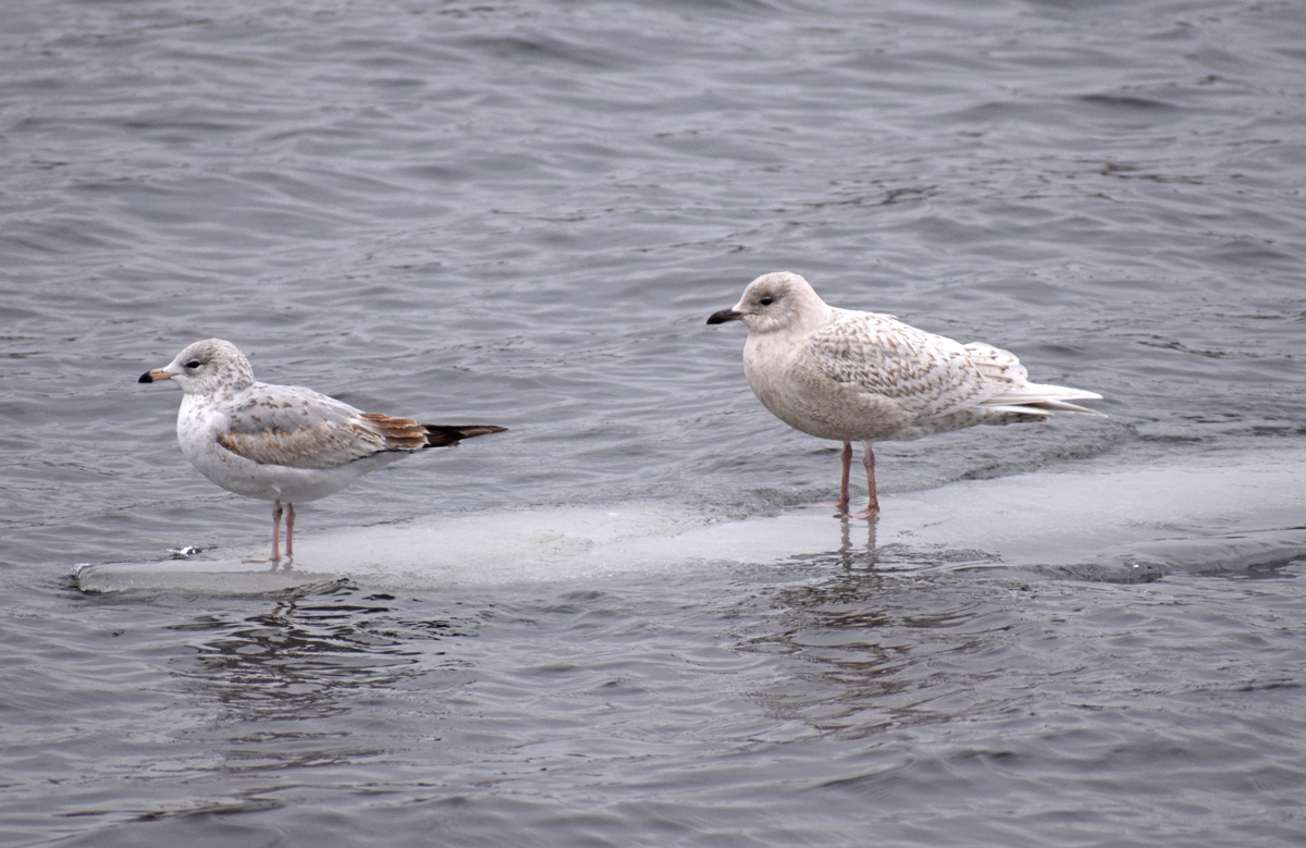 Iceland Gull Ice Float