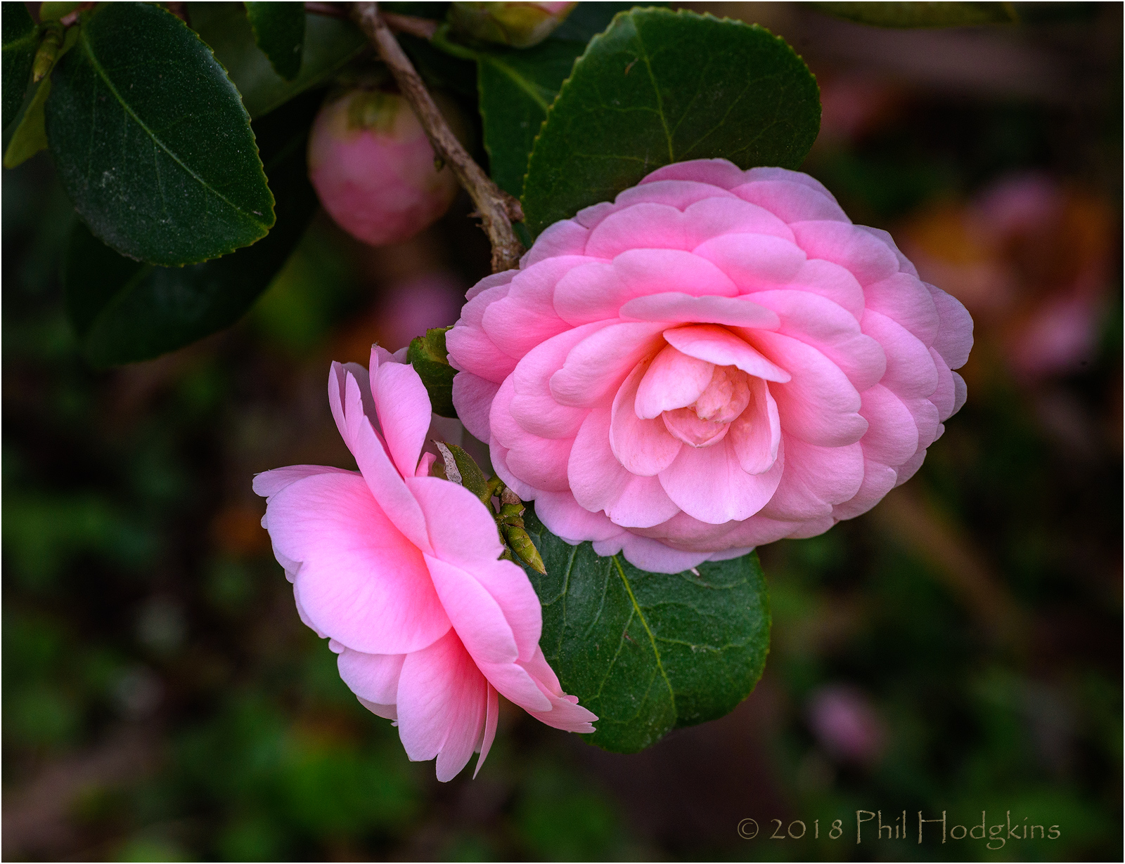 Pink Perfection II