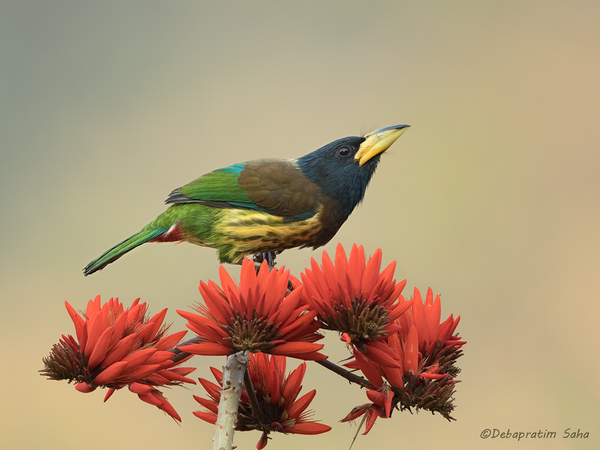 Great barbet 