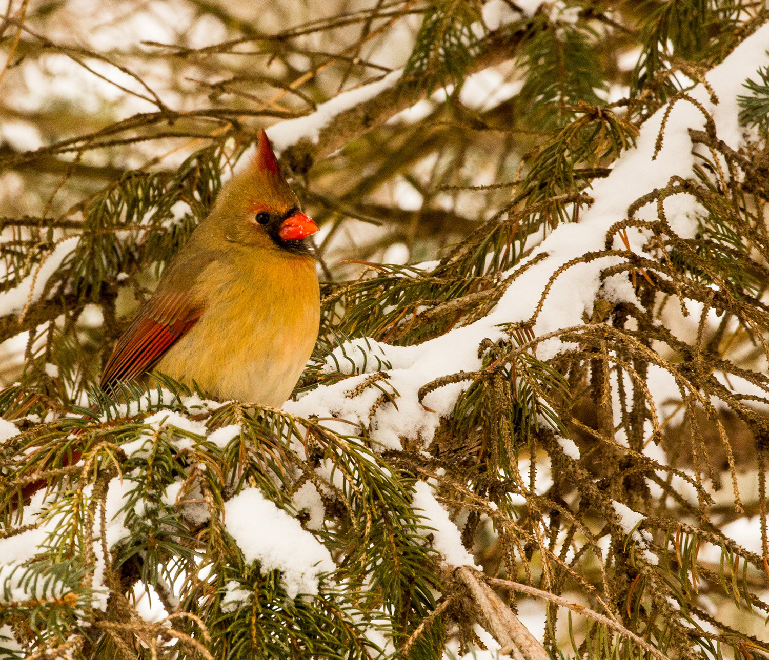 Winter Cardinal