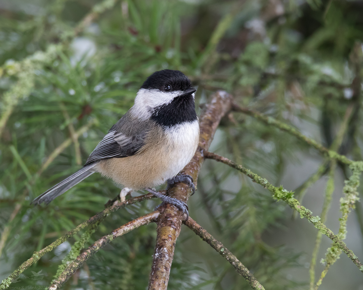 Black-capped Chickadee
